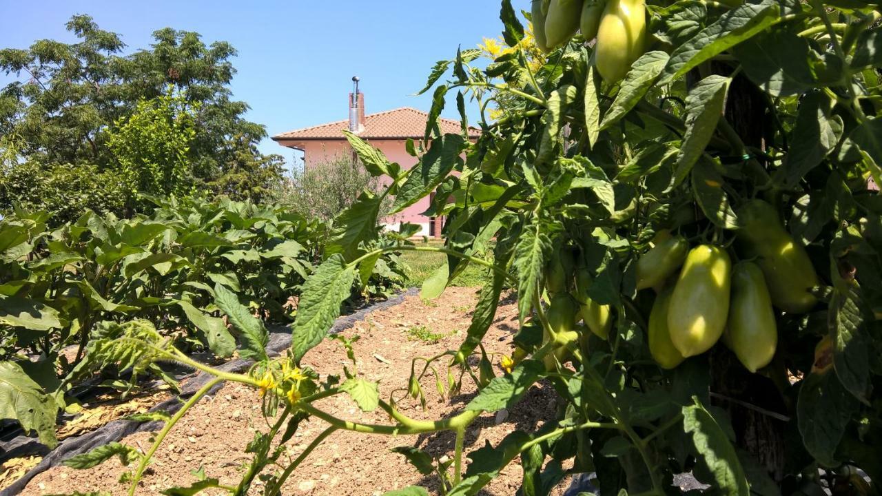 B&B Macchia D'Olmo Capaccio Exterior photo